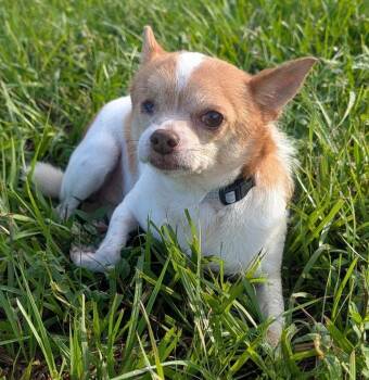 Cooper -  Chihuahua Dog for Adoption in Fort Myers, Florida - Cooper | PetCurious