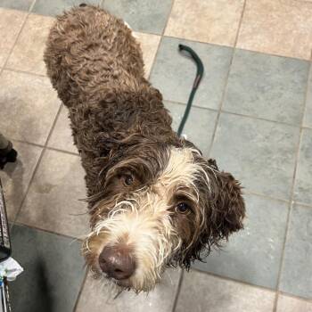Bert -  Mixed Breed Dog for Adoption in Chattanooga, Tennessee - Bert | PetCurious