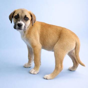 Labrador Retriever Dogs Available for Adoption - Tank | PetCurious