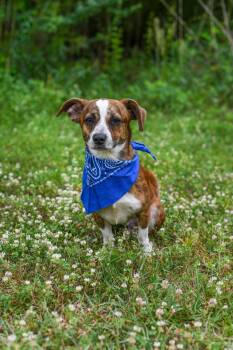 Mixed Breed Dogs Available for Adoption in Bonifay, Florida - Roscoe (Coming Soon) | PetCurious
