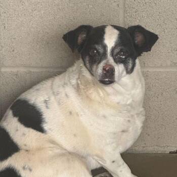 Pup -  Chihuahua Dog for Adoption in Kingman, Arizona - Pup | PetCurious