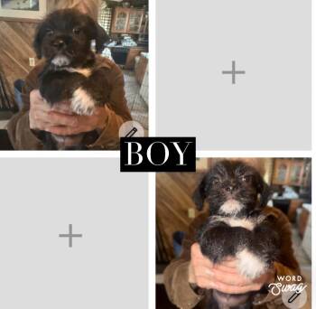 Shih Tzu and Chiweenie Dogs Available for Adoption in New Braunfels, Texas - Shih Zu/ Chiweenie Boy 9 Weeks  | PetCurious