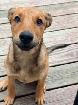 Ember -  Mixed Breed Dog for Adoption in East Amherst, New York - Ember | PetCurious
