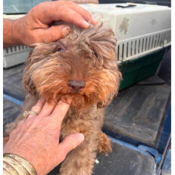 Colson -  Poodle Dog for Adoption in Normal, Illinois - Colson | PetCurious