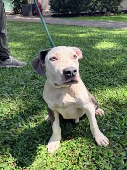 Juggles -  Pit Bull Terrier and Mixed Breed Dog for Adoption in Honolulu, Hawaii - Juggles | PetCurious