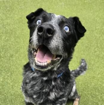 Rufus -  Cattle Dog and Mixed Breed Dog for Adoption in Bellevue, Washington - Rufus | PetCurious