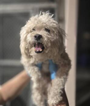 BORIS -  Maltese Dog for Adoption in San Antonio, Texas - BORIS | PetCurious