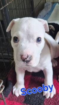 Scooby -  Boxer Dog for Adoption in Lynchburg, Tennessee - Scooby | PetCurious