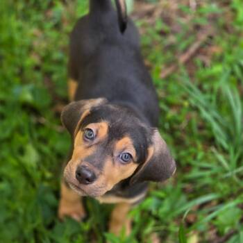 Sugar Pie Honey Bunch -  Mixed Breed Dog for Adoption in Fredericksburg, Virginia - Sugar Pie Honey Bunch | PetCurious
