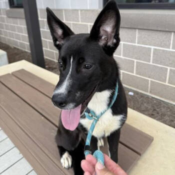 Rescue Mixed Breed Dogs for Adoption in New York, New York - Brave | PetCurious