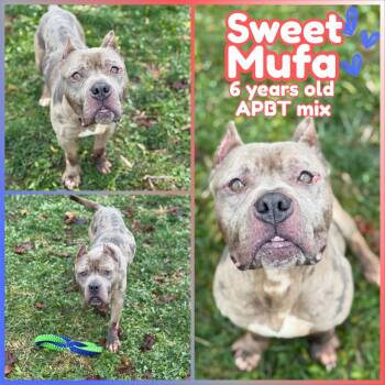 Pit Bull Terrier Dogs Available for Adoption - Sweet Mufa | PetCurious