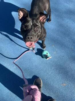 American Staffordshire Terrier Dogs Available for Adoption - Whitley | PetCurious