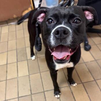 Tilly -  Boxer and Mixed Breed Dog for Adoption in Birmingham, Alabama - Tilly | PetCurious