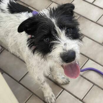 Schnauzer Dogs Available for Adoption - Scamp | PetCurious