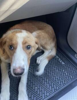 Kelso- Sweetest boy looking for loving home. -  Mixed Breed Dog for Adoption in Conway, South Carolina - Kelso- Sweetest Boy Looking For Loving Home. | PetCurious