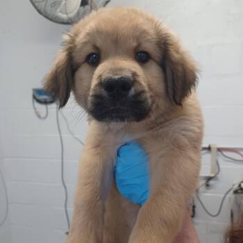 Great Pyrenees and Retriever Dogs Available for Adoption in Hattiesburg, Mississippi - Galileo | PetCurious