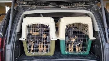 German Shepherd Dog Dogs Available for Adoption - Zaida 7285 | PetCurious