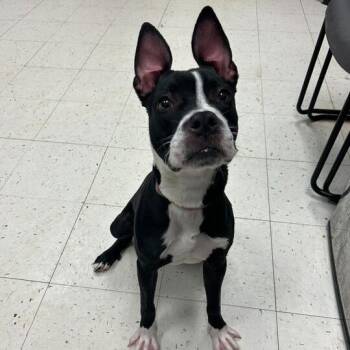 Mixed Breed Dogs Available for Adoption - Nala | PetCurious