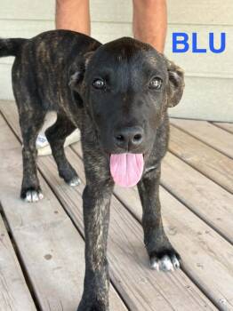 Blu -  Dutch Shepherd and Mixed Breed Dog for Adoption in Evergreen, Colorado - Blu | PetCurious