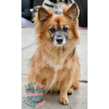 Pomeranian and Spaniel Dogs Available for Adoption in Inglewood, California - Kiki | PetCurious