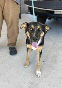 Scully -  German Shepherd Dog Dog for Adoption in Manchester, Tennessee - Scully | PetCurious
