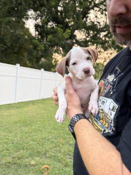 Hank -  Labrador Retriever and American Staffordshire Terrier Dog for Adoption in Willingboro, New Jersey - Hank | PetCurious