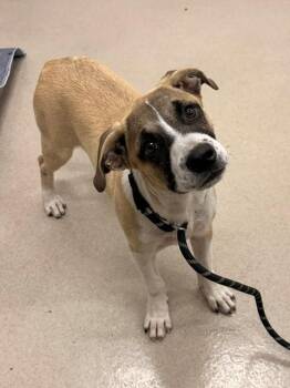 CYPRESS -  Black Mouth Cur and Mixed Breed Dog for Adoption in Baytown, Texas - CYPRESS | PetCurious