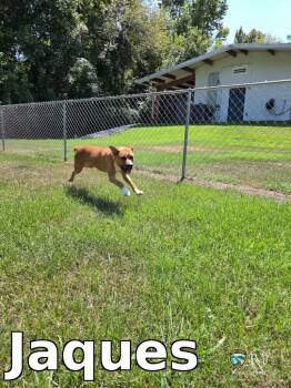 Jaques -  Shepherd Dog for Adoption in Rocky Mount, North Carolina - Jaques | PetCurious