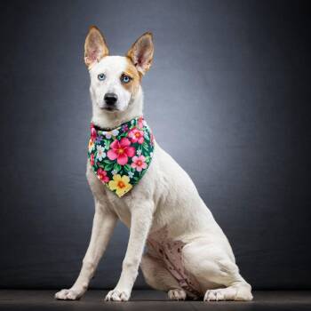 Mixed Breed Dogs Available for Adoption - Lisa | PetCurious