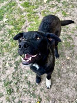German Shepherd Dog Dogs Available for Adoption in Riverside, California - PAULINO | PetCurious