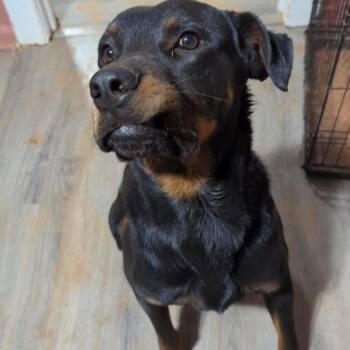 Meeko & Goose* -  Rottweiler Dog for Adoption in Waynesville, North Carolina - Meeko & Goose* | PetCurious