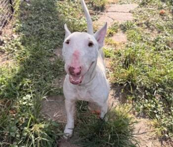 ARTHUR -  Bull Terrier and Mixed Breed Dog for Adoption in Houston, Texas - ARTHUR | PetCurious