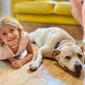 Yellow Labrador Retriever and Labrador Retriever Dogs Available for Adoption -  Daisy The Happy Family Lab | PetCurious