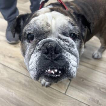 English Bulldog Dogs Available for Adoption in Newark, New Jersey - Kia | PetCurious