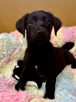 Cocker Spaniel and Dachshund Dogs Available for Adoption - Cheerio | PetCurious