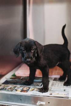 95157a Thanksgiving -  Labrador Retriever and Mixed Breed Dog for Adoption in North Charleston, South Carolina - 95157a Thanksgiving | PetCurious