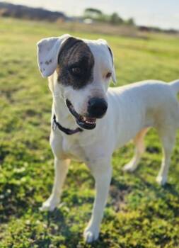 Mixed Breed Dogs Available for Adoption in Davenport, Iowa - Ella | PetCurious