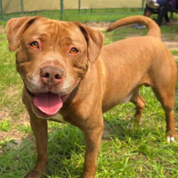 Brutus -  Mixed Breed Dog for Adoption in Michigan City, Indiana - Brutus | PetCurious