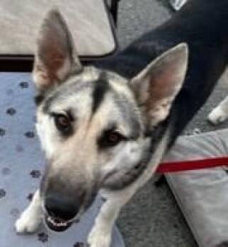 Rescue German Shepherd Dog Dogs for Adoption in Norco, California - MILES | PetCurious