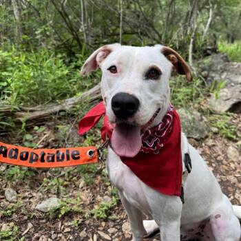 CHIQUIS -  Mixed Breed Dog for Adoption in Kyle, Texas - CHIQUIS | PetCurious