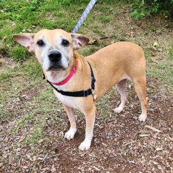 Little Bit -  Labrador Retriever and Mixed Breed Dog for Adoption in Falls Church, Virginia - Little Bit | PetCurious