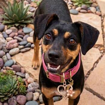 Miniature Pinscher and Jack Russell Terrier Dogs Available for Adoption in Gilbert, Arizona - Switch | PetCurious