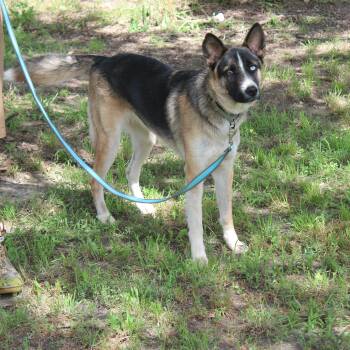 Daisy -  German Shepherd Dog and Husky Dog for Adoption in Pottsboro, Texas - Daisy | PetCurious