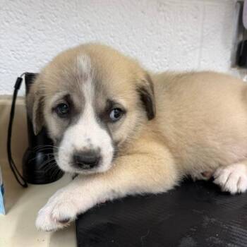 Allan -  Anatolian Shepherd and Mixed Breed Dog for Adoption in Ardmore, Oklahoma - Allan | PetCurious