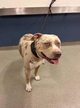 SPIKE -  American Bulldog and Mixed Breed Dog for Adoption in Doral, Florida - SPIKE | PetCurious
