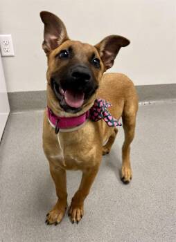 SIRI -  German Shepherd Dog and Mixed Breed Dog for Adoption in San Francisco, California - SIRI | PetCurious