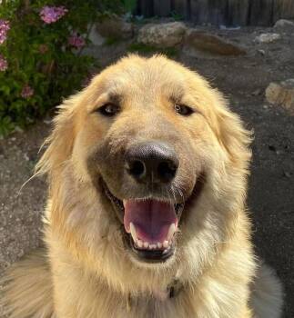 Great Pyrenees and Shepherd Dogs Available for Adoption - Abby - Courtesy Post | PetCurious