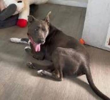 Pit Bull Terrier Dogs Available for Adoption - Rocky | PetCurious