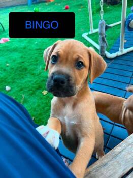 Bingo -  Pit Bull Terrier Dog for Adoption in Salem, New Hampshire - Bingo | PetCurious