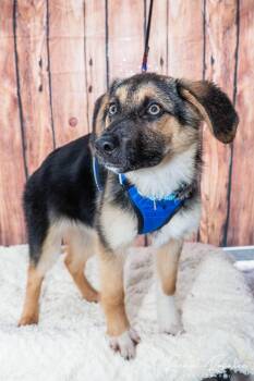 German Shepherd Dog Dogs Available for Adoption in Hornell, New York - Ronnie | PetCurious